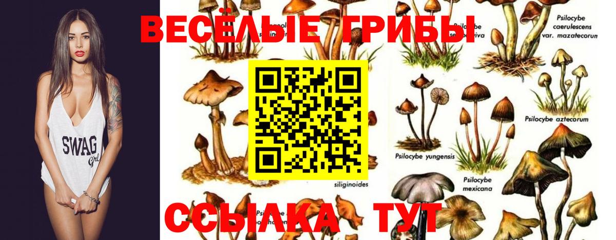 Галлюциногенные грибы прущие грибы  Галлюциногенные грибы прущие грибы  Вход с VPN  Шебекино 